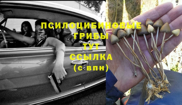 PSILOCYBIN Болотное