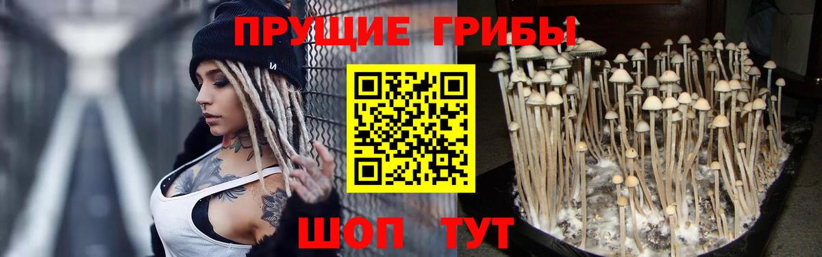 Псилоцибиновые грибы Cubensis  Нягань  Галлюциногенные грибы Psilocybine cubensis 